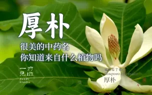 Tải video: 厚朴，很美的中药名，你知道她来自什么植物吗