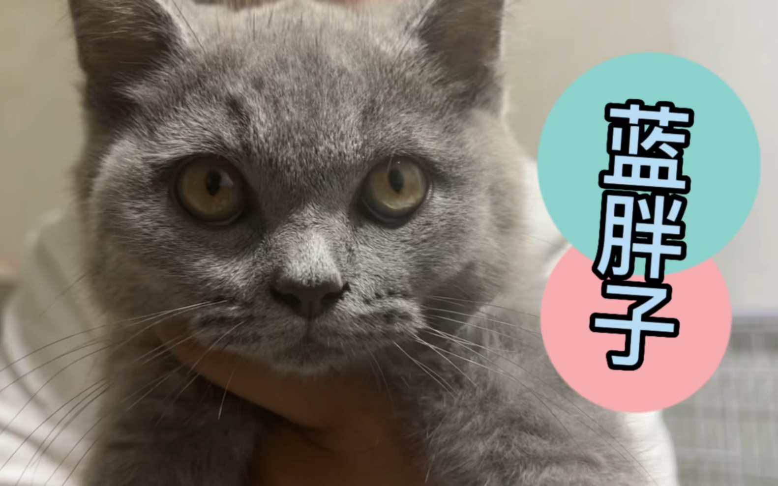 英短蓝猫养猫咪首选!温顺粘人性格好!哔哩哔哩bilibili