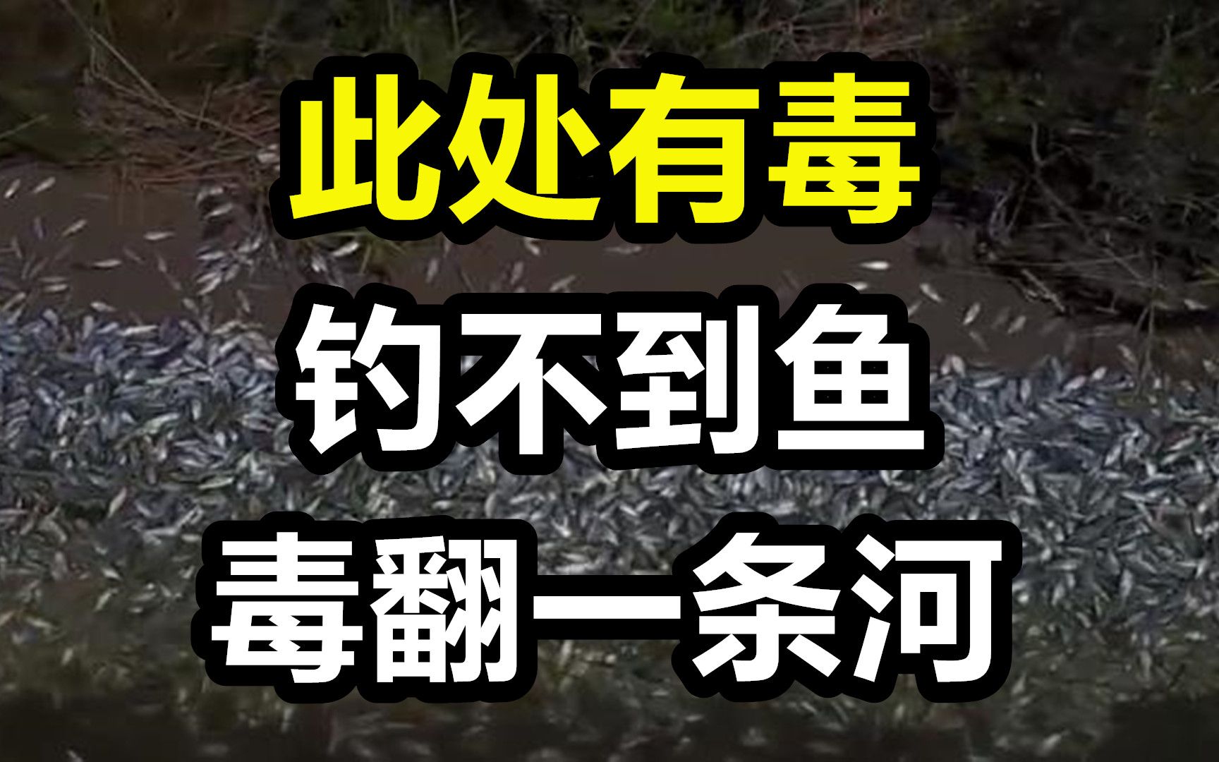 [图]几人钓不到鱼，就毒翻一条河，致2.2公里河段污染鱼类灭绝