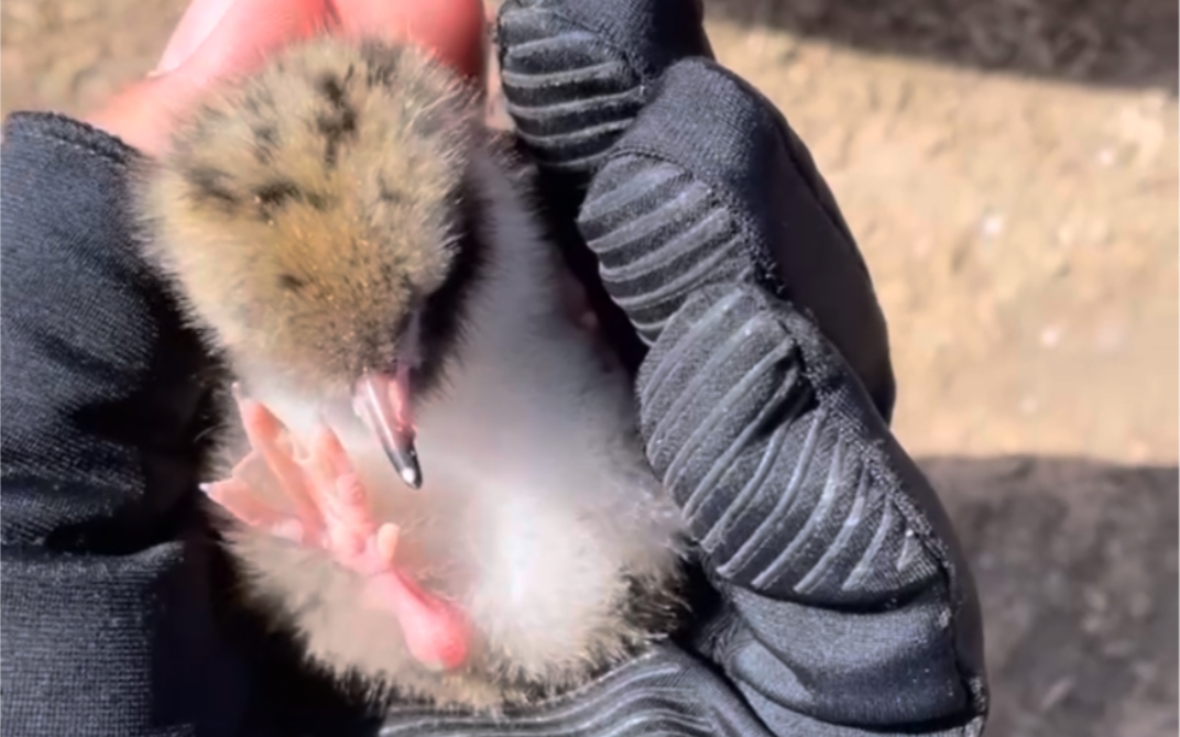 燕鸥宝宝无处可藏