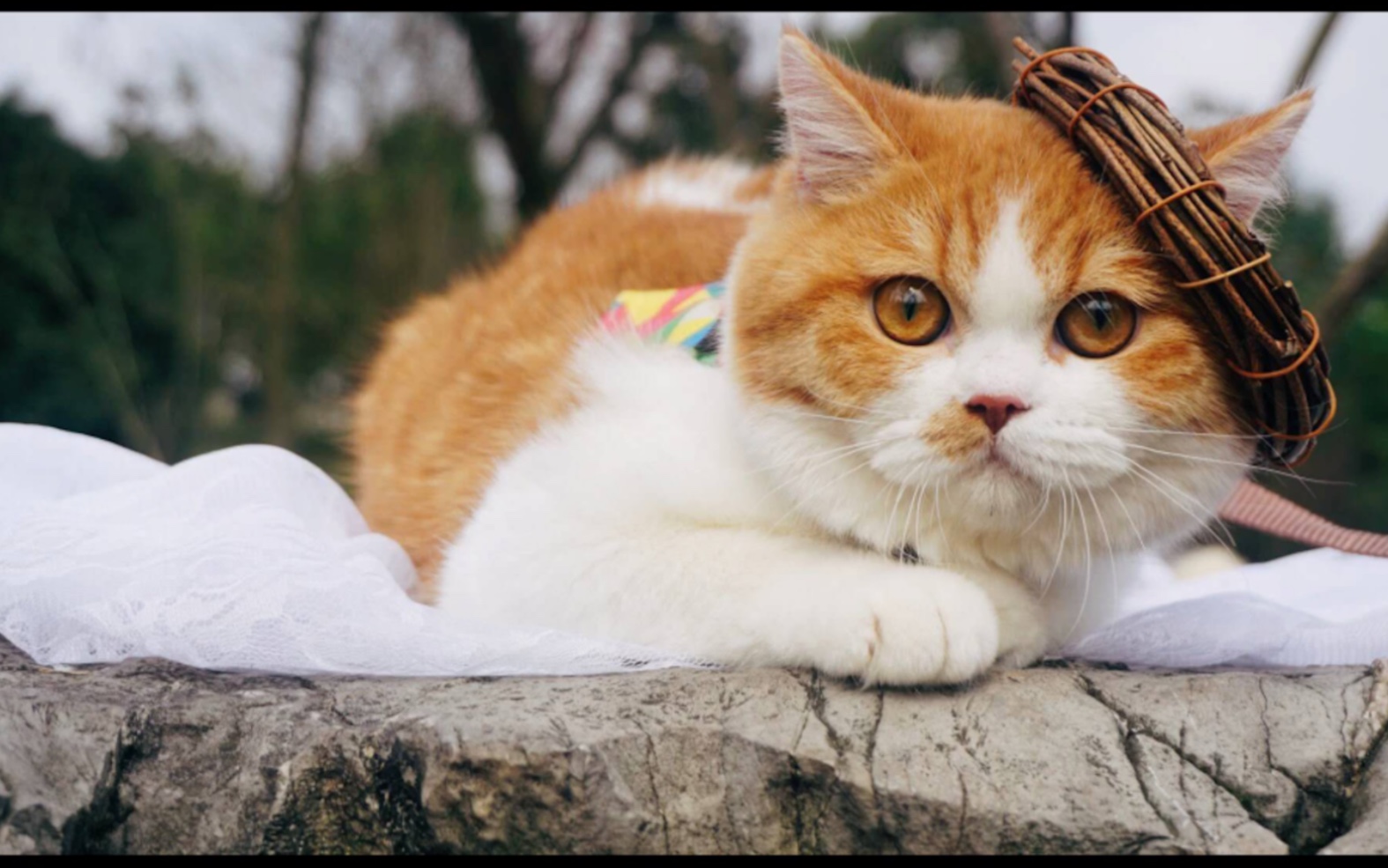 萌宠红白英短波比的两次生命