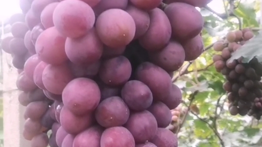 辽峰葡萄果园