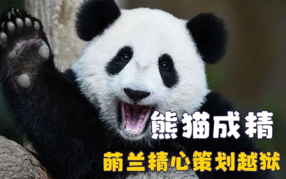 萌兰喜欢越狱的原因找到了,从小就收小弟,有着当大哥的潜力.