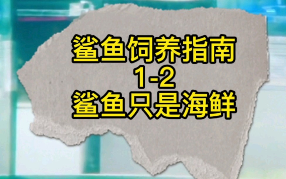 鲨鱼饲养指南 12 饲养核心论证 鲨鱼只是海鲜哔哩哔哩bilibili