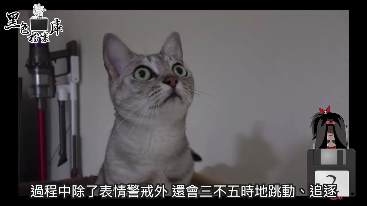 [图]五个猫咪疑似见鬼的影片