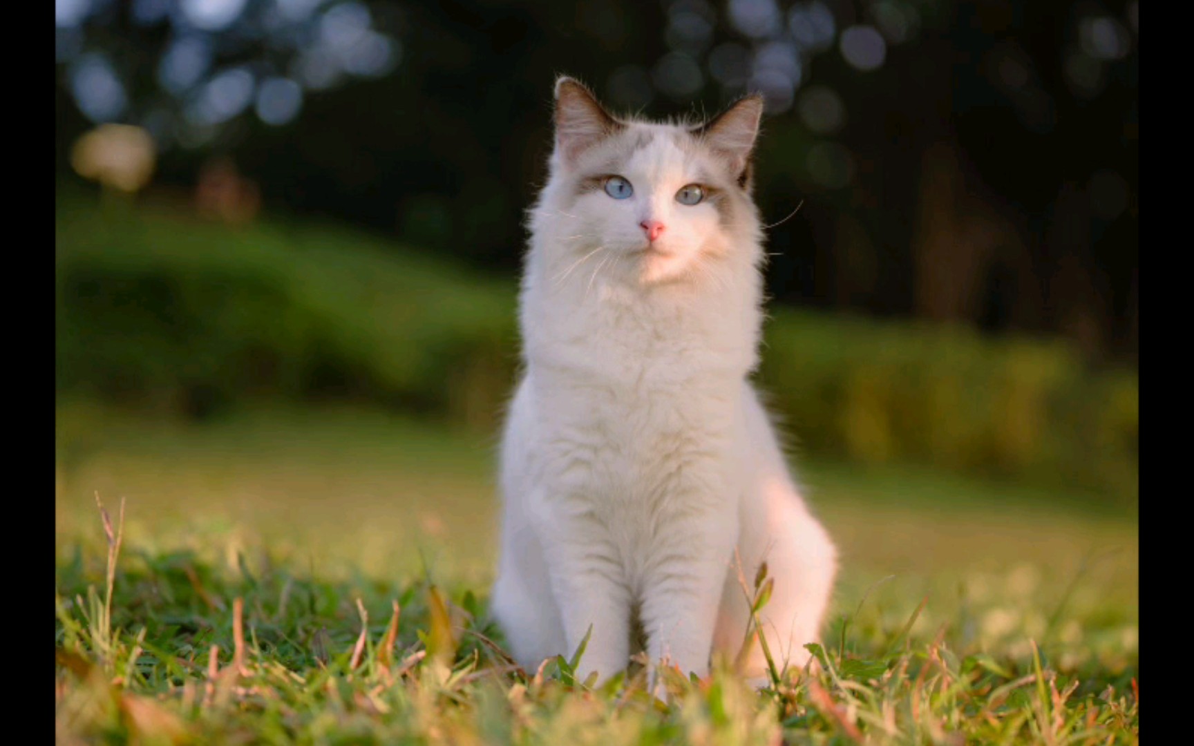 [猫猫]百猫图鉴(4/100)异瞳猫,优雅永不过时,和沙雕猫猫完全不一样的