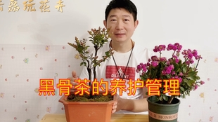 老蒋室内盆景盆栽日本石化桧雅2月换盆记录2102 哔哩哔哩 つロ干杯 Bilibili 老蒋室内盆景盆栽日本石化桧雅2月换盆记录2102 哔哩哔哩 つロ干杯 Bilibili