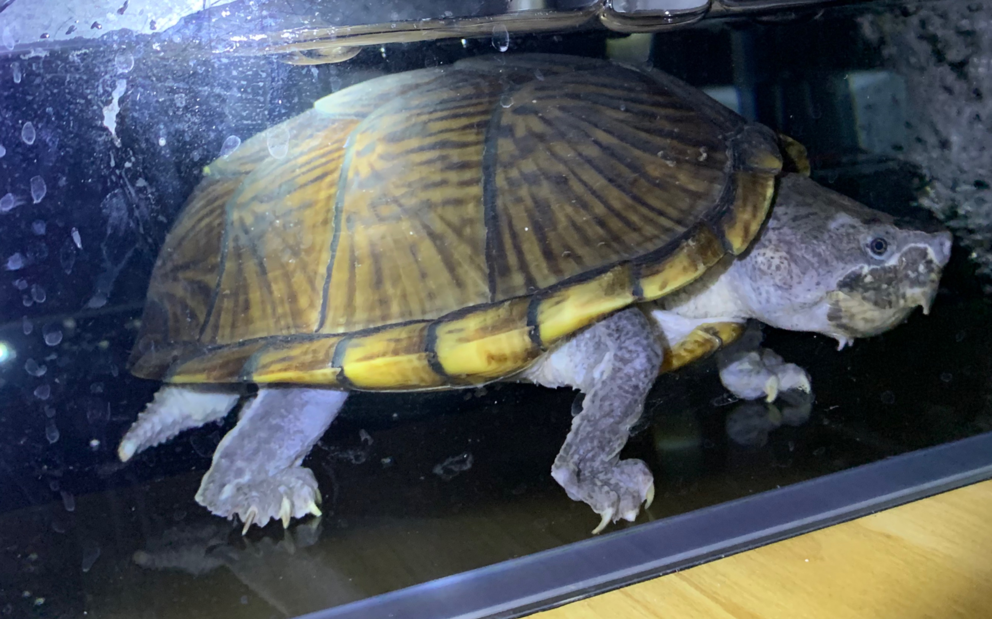 少见的极品剃刀蛋龟_哔哩哔哩_bilibili