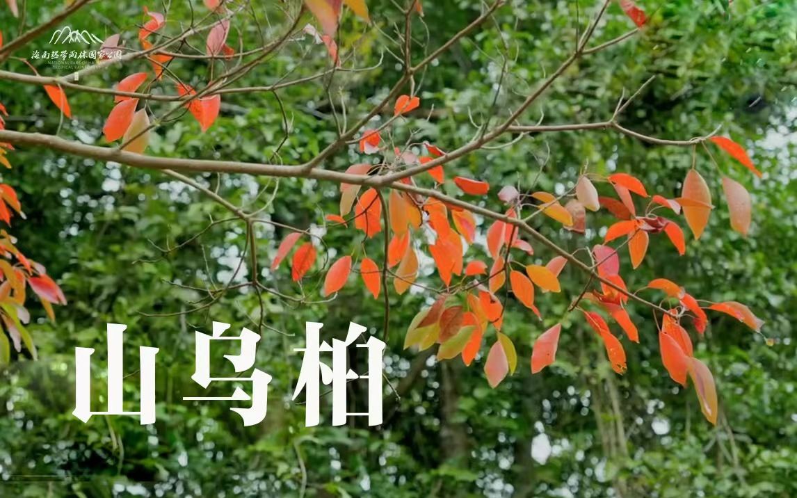 植物篇:山乌桕 | 海南热带雨林国家公园科普视频系列哔哩哔哩bilibili