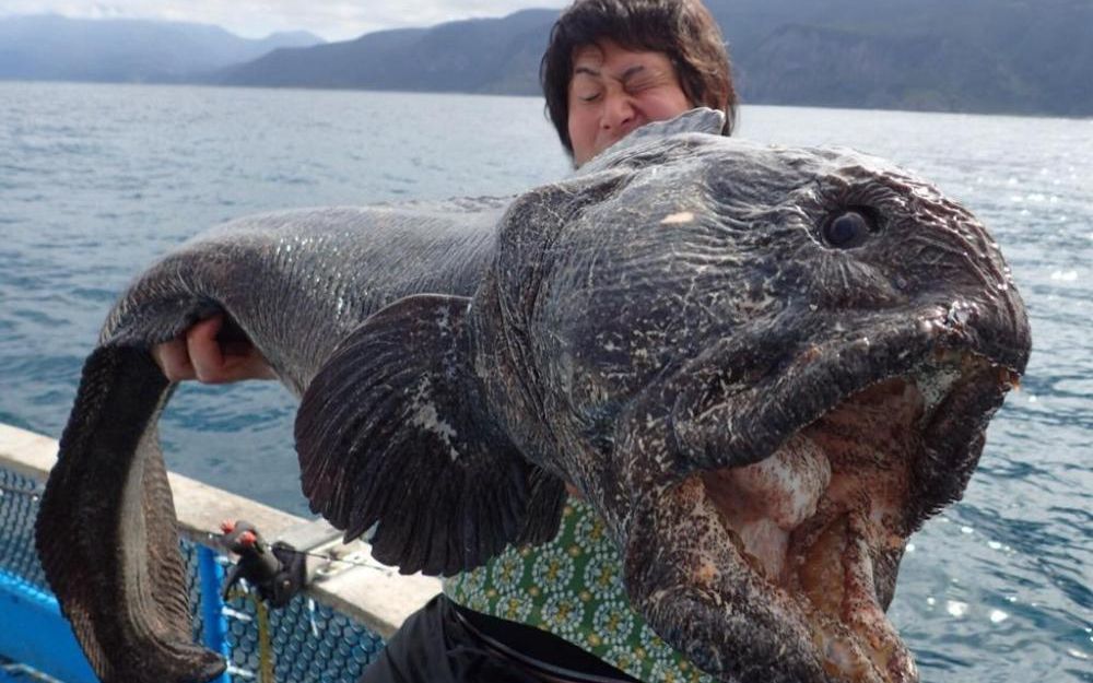福岛附近海域渔民捕捞的疑似变异海洋生物【日本核废水排海或持续91个