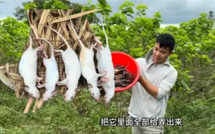 Tải video: 小伙捉田鼠无公害处理！一只只都白白胖胖，你们吃过吗？