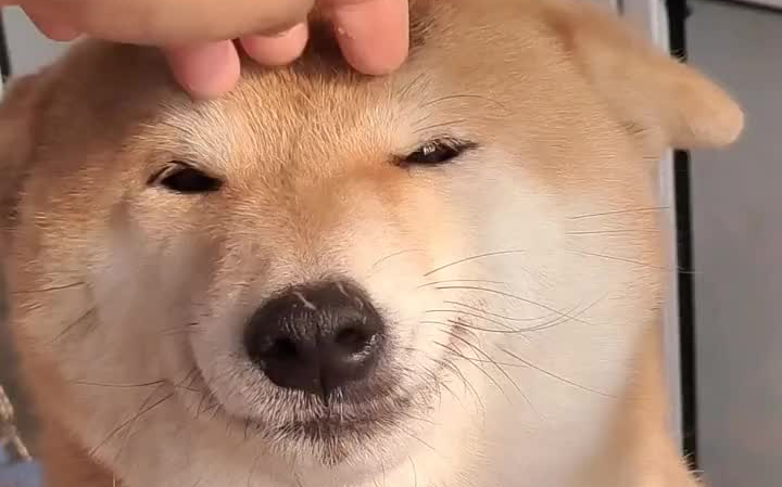 北京柴犬  石家庄柴犬  柴犬犬舍 职业假笑