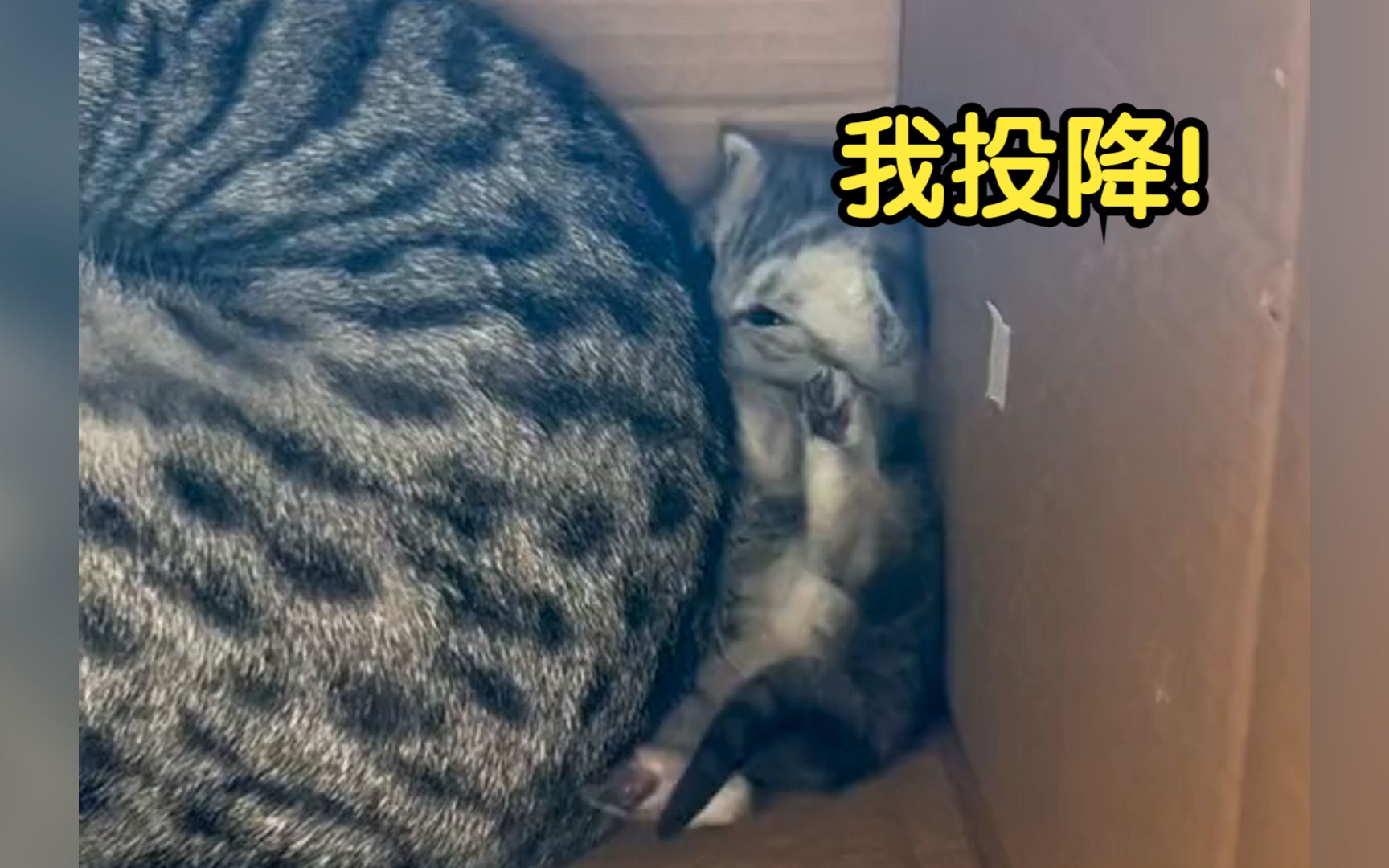 [图]我小猫咪的脸算是丢尽了！