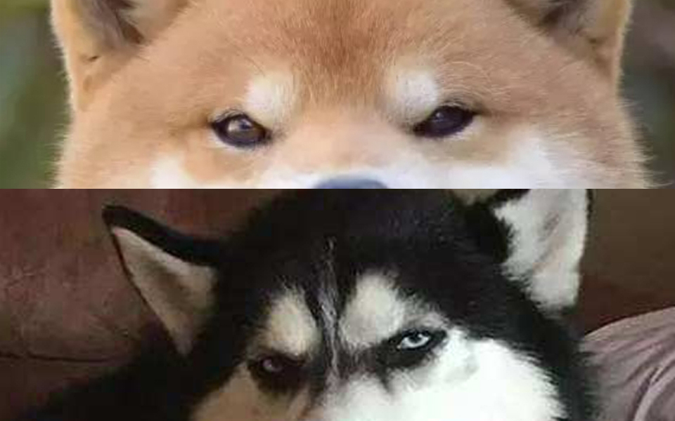 柴哈组白龙张客观梦与夜樱