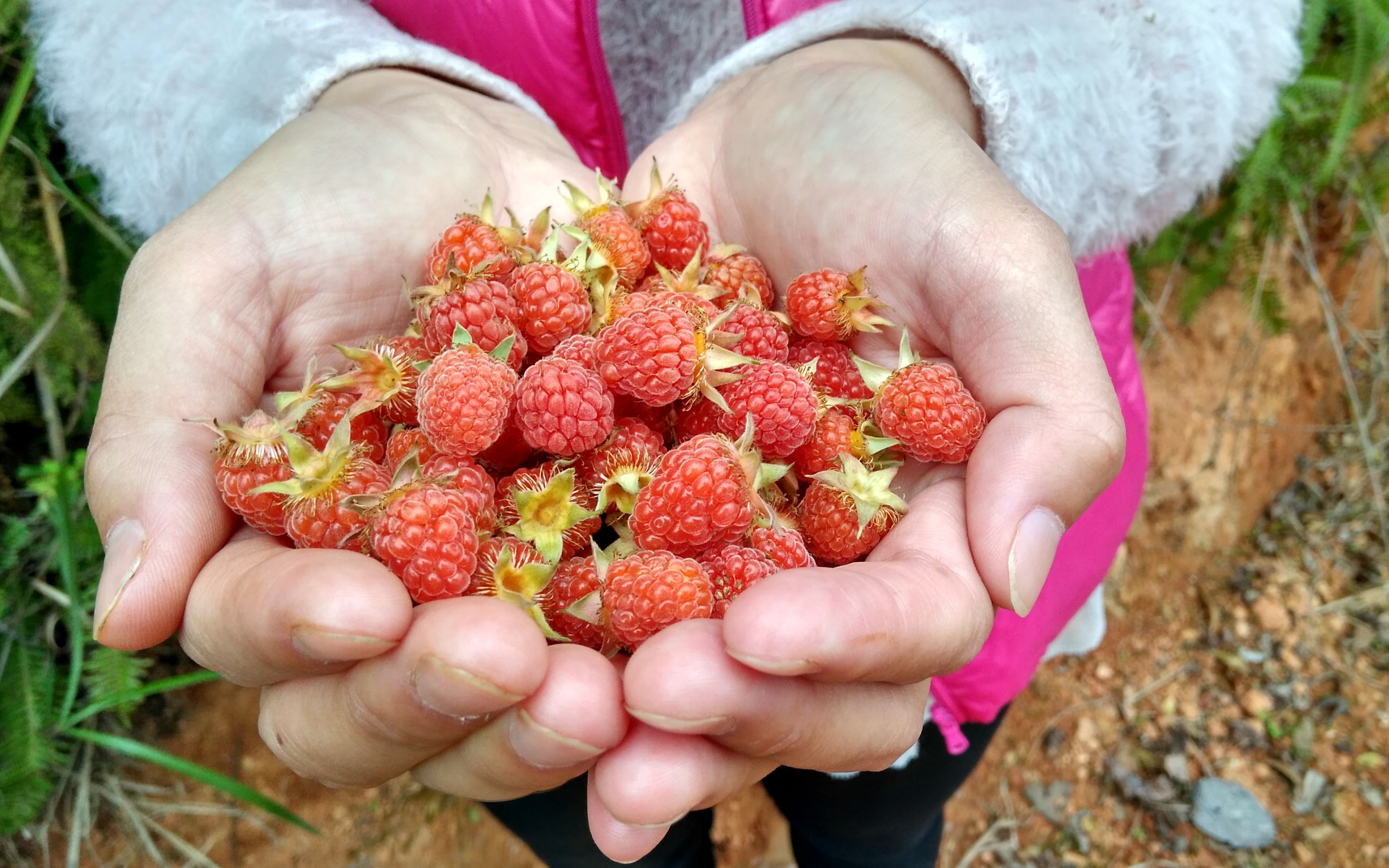 农村的野草莓成熟了,黑哥吃的好过瘾,这种美味你有摘过吗?