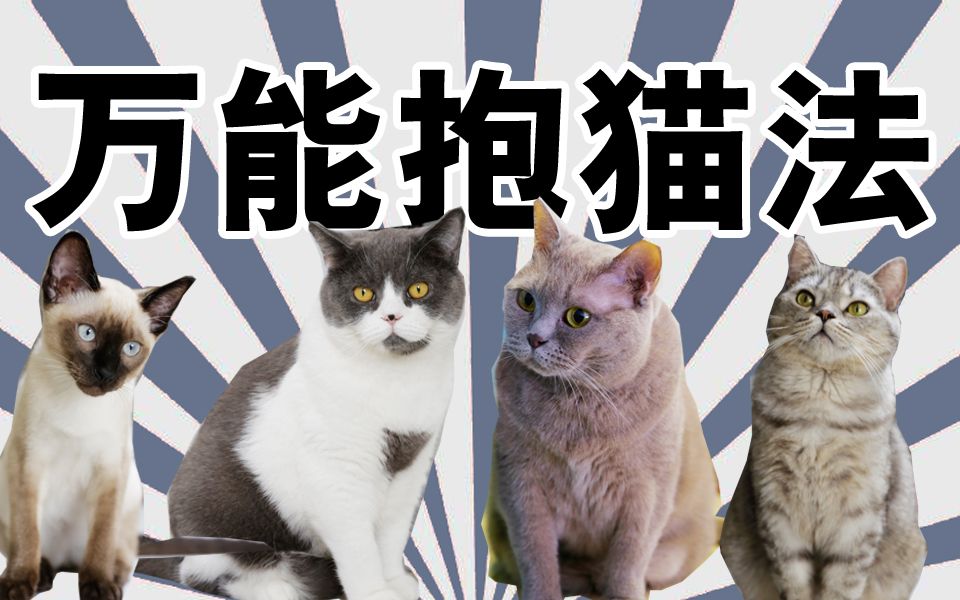 教你一个“万能抱猫法”从此你是主子,猫是奴才...哔哩哔哩bilibili