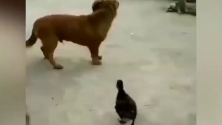 230911-lzt-咬狗子丁丁(通神榜)-竖_65d6347d38cb9