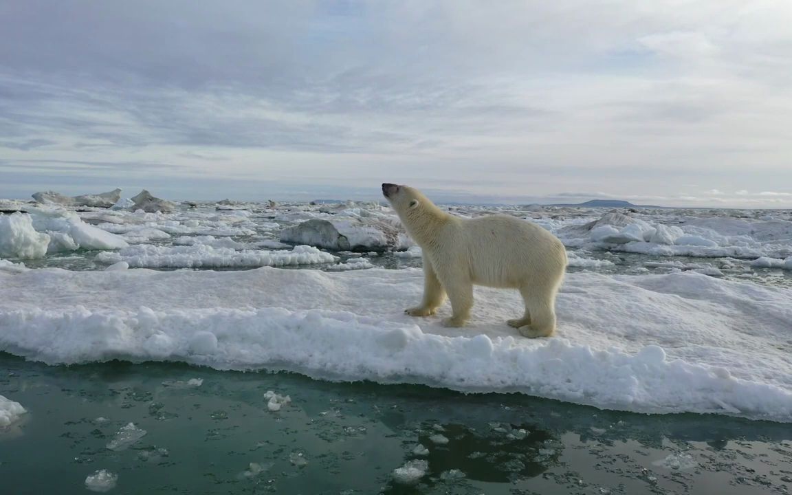 北极熊楚科奇海浮冰上漫步的白熊