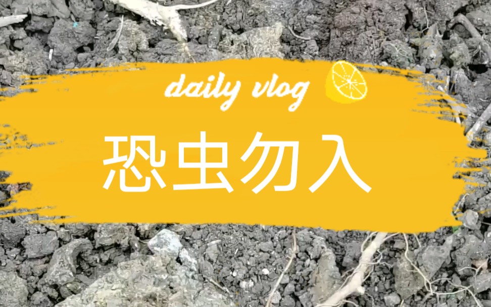 小亮小亮,这是什么虫?指头粗,挖老家树根发现的