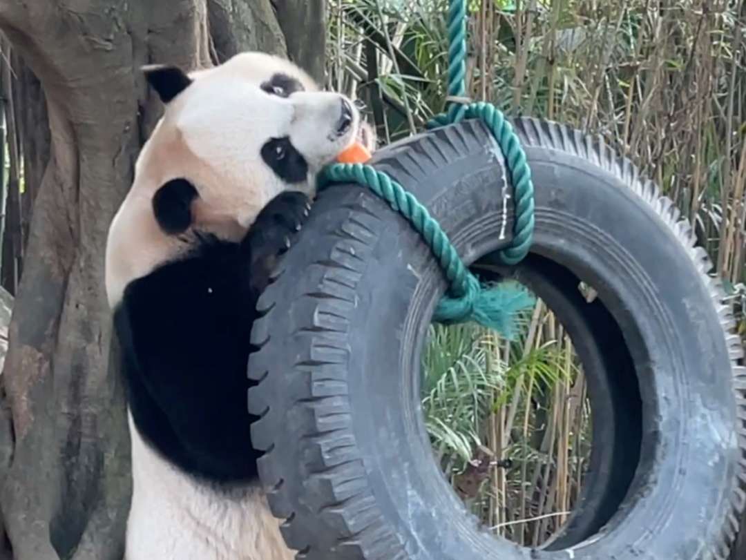 大熊猫酷酷轮胎丰容|小胖子站起来啦!