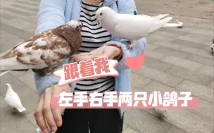 Tải video: 【大信新都汇】跟着我，左手右手两只小鸽子。 咕咕广场喂鸽子记