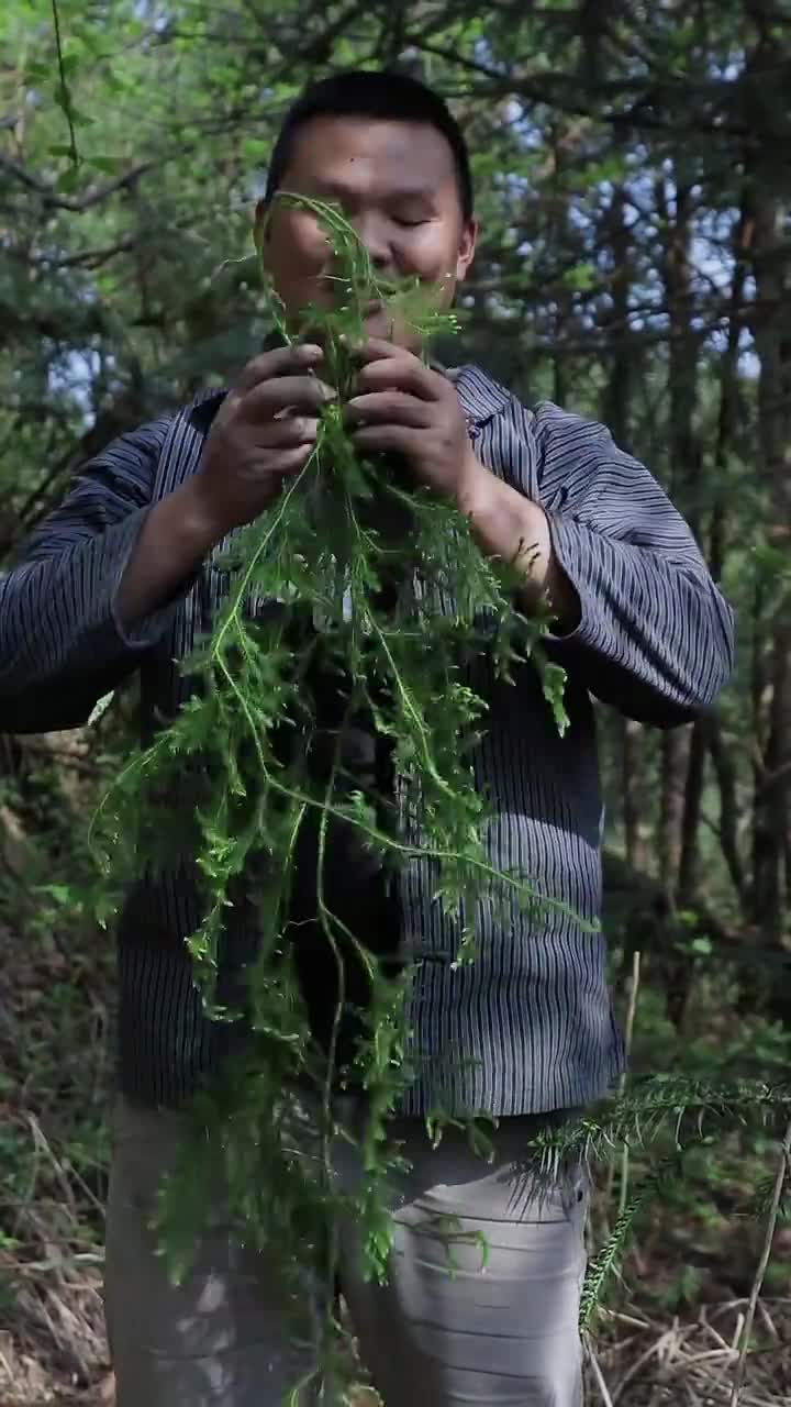 像龙一样的草药!你见过吗?伸筋草,我们这又叫铺地龙,是我们常用的一味草药,你知道它怎么用吗?哔哩哔哩bilibili