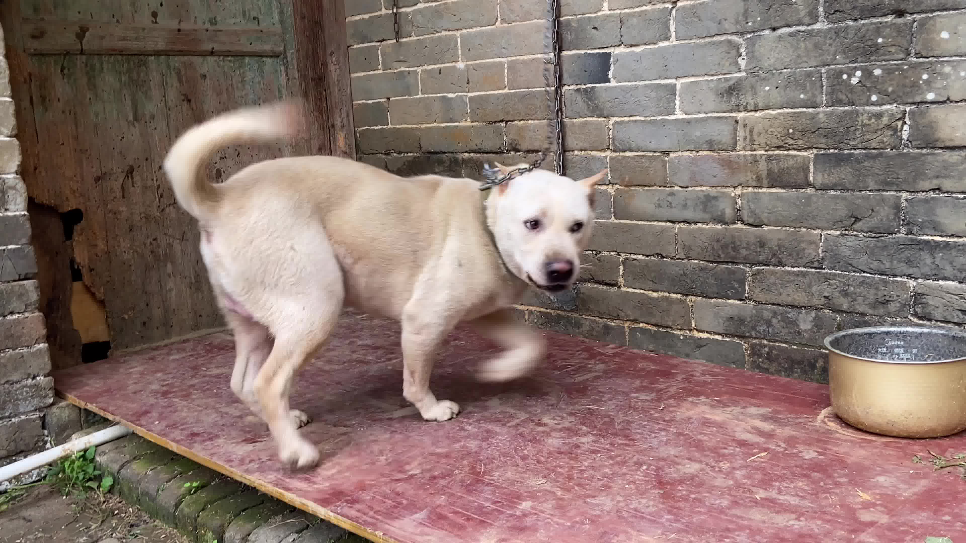 大哥因为没有时间打理两条广西土猎犬忍痛割爱,最后我拿下白狗