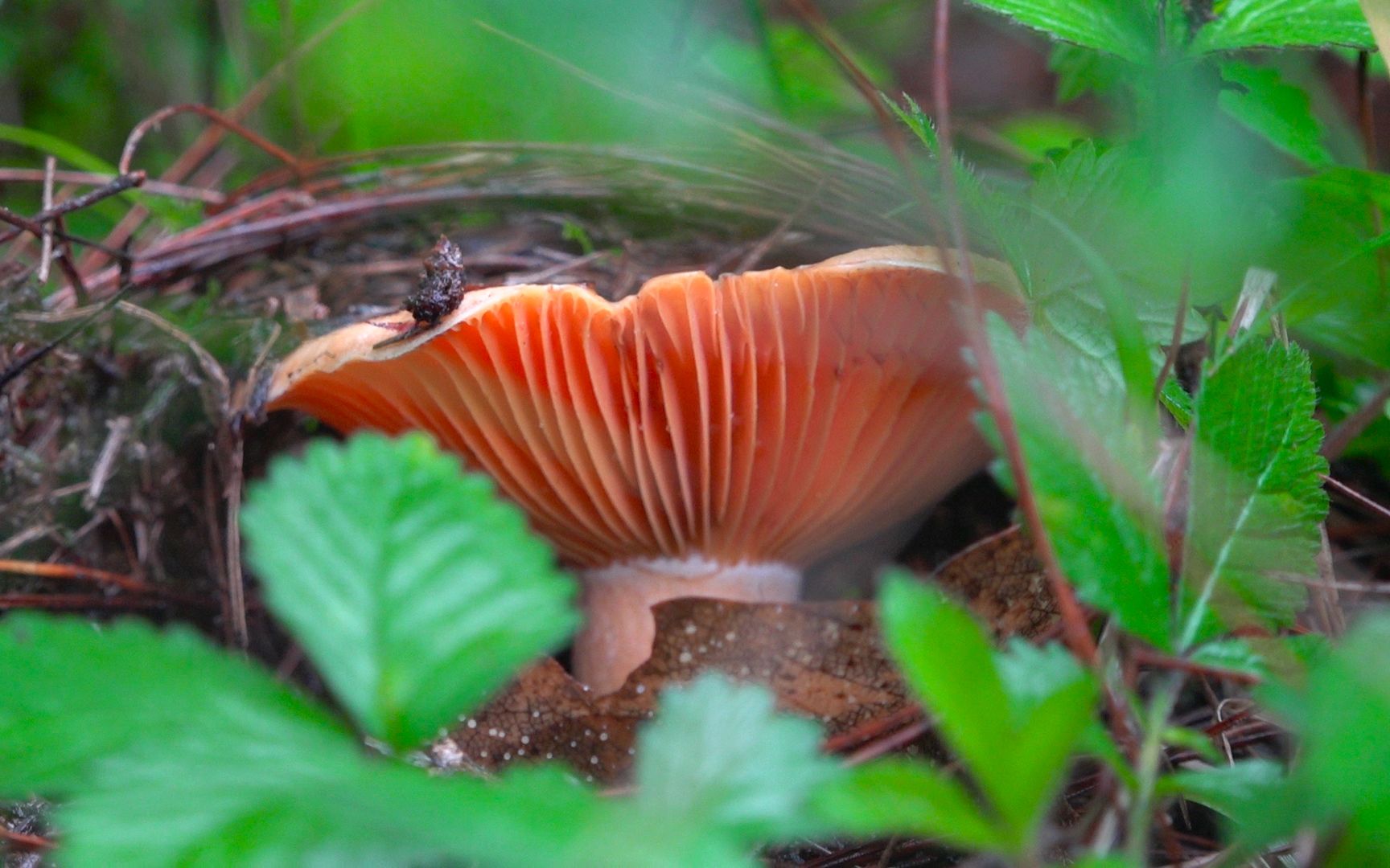 [图]一场雨后阿哥进一趟山里就采了各种各样的野生蘑菇，看来又有一顿美味享受了