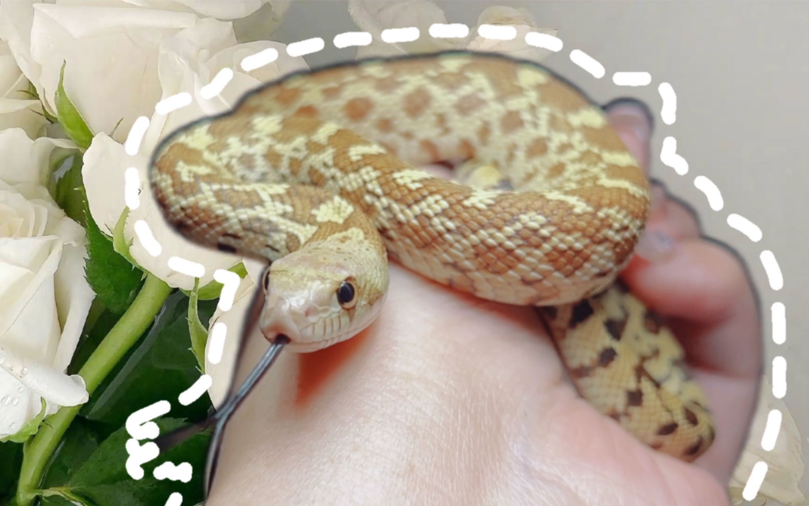 活动  缺黑牛蛇近距离上手欣赏