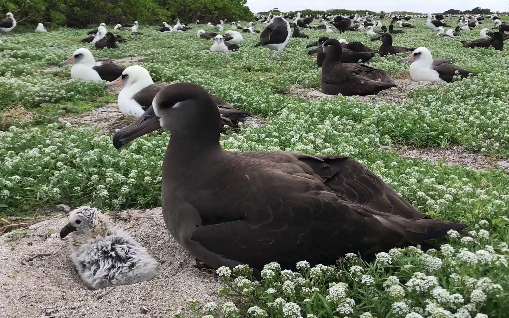 【1080P】黑脚信天翁和它的幼崽(Blackfooted Albatross and its Chick)哔哩哔哩bilibili