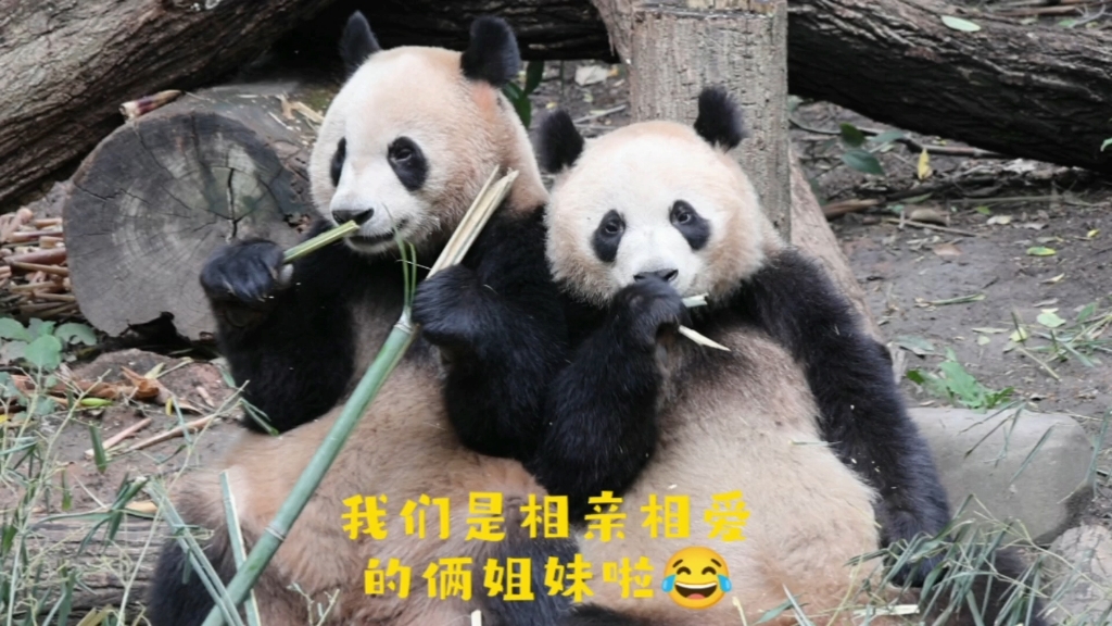 【大熊猫润玥艾玖日常】我们塑料姐妹花也有相亲相爱的温馨时候哦!