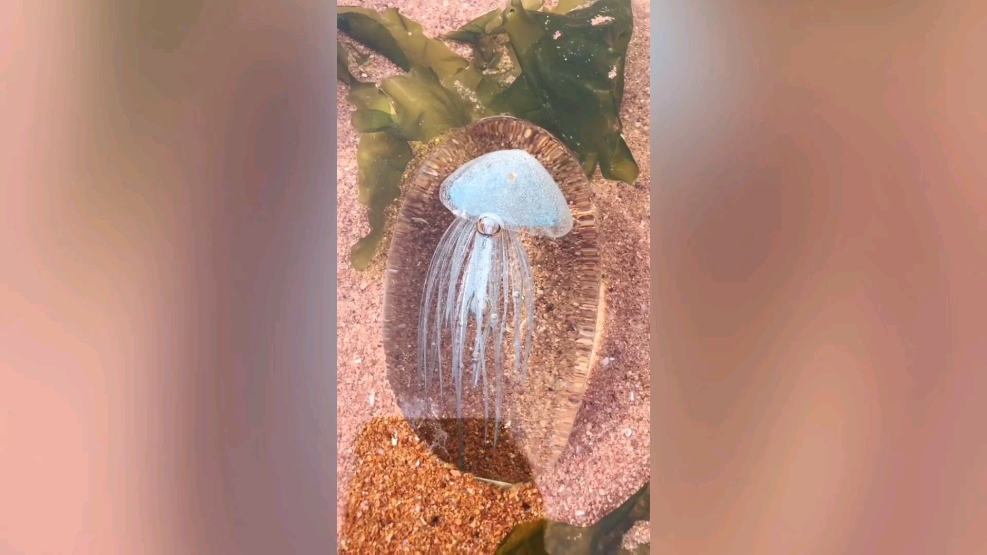 发现了一只水母的标本,太漂亮了_哔哩哔哩 (゜-゜)つロ 干杯~-bili