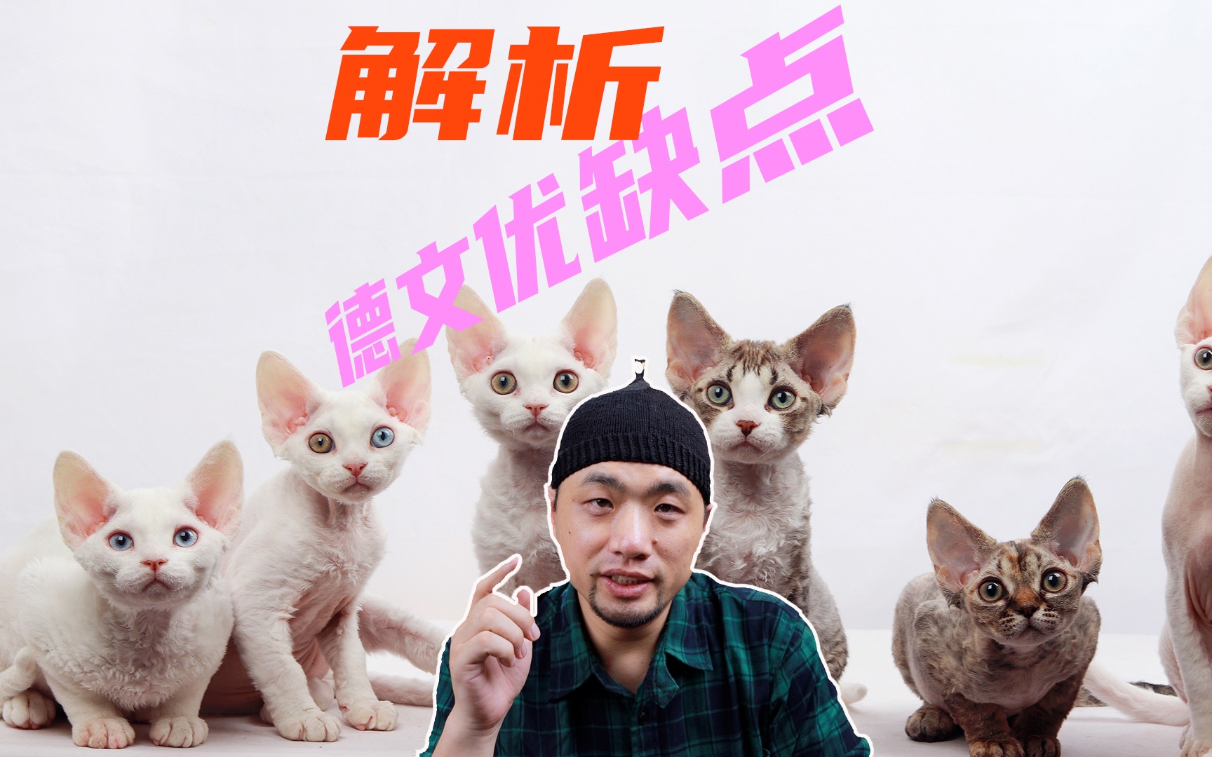 德文卷毛猫优缺点,看完再确定是不是入手哔哩哔哩bilibili