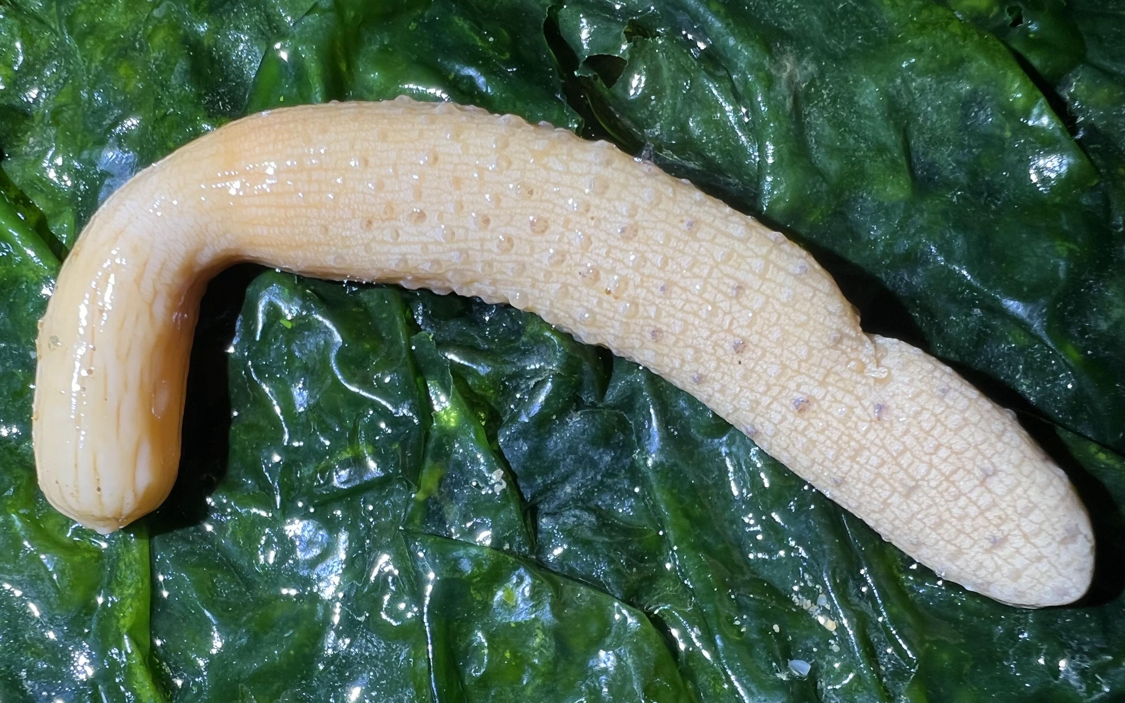 大齐赶海,抓到发光的海玉米和螃蟹,带回家蘸上小料吃一下