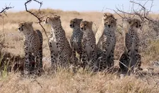 Скачать видео: 超级猎豹妈妈独自养大六个幼崽，包括好心收养的一只流浪幼崽