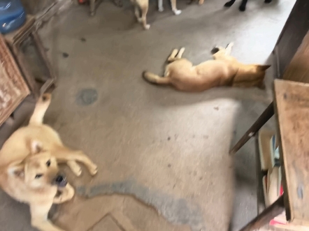 午睡起来，发现狗子带回来了一群狗友。我怎样才能让我家狗狗有面子#中华田园犬 #萌宠出道计划 #动物的迷惑行为 #狗狗 #萌宠