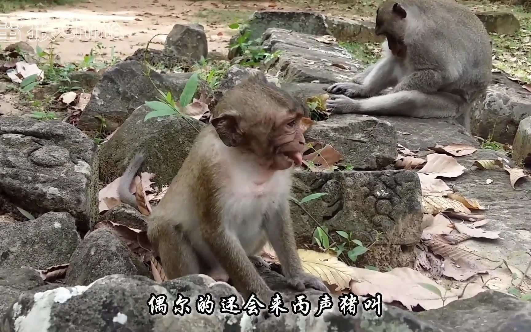 搞笑猴子为了摸奶不惜学鹅叫,各种神操作辣眼睛,不信你不乐哔哩哔哩bilibili