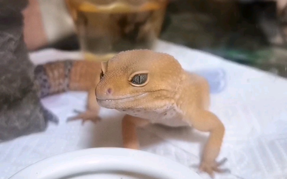 关于崽崽——一条萝卜豹纹守宫的一分钟_哔哩哔哩_bilibili