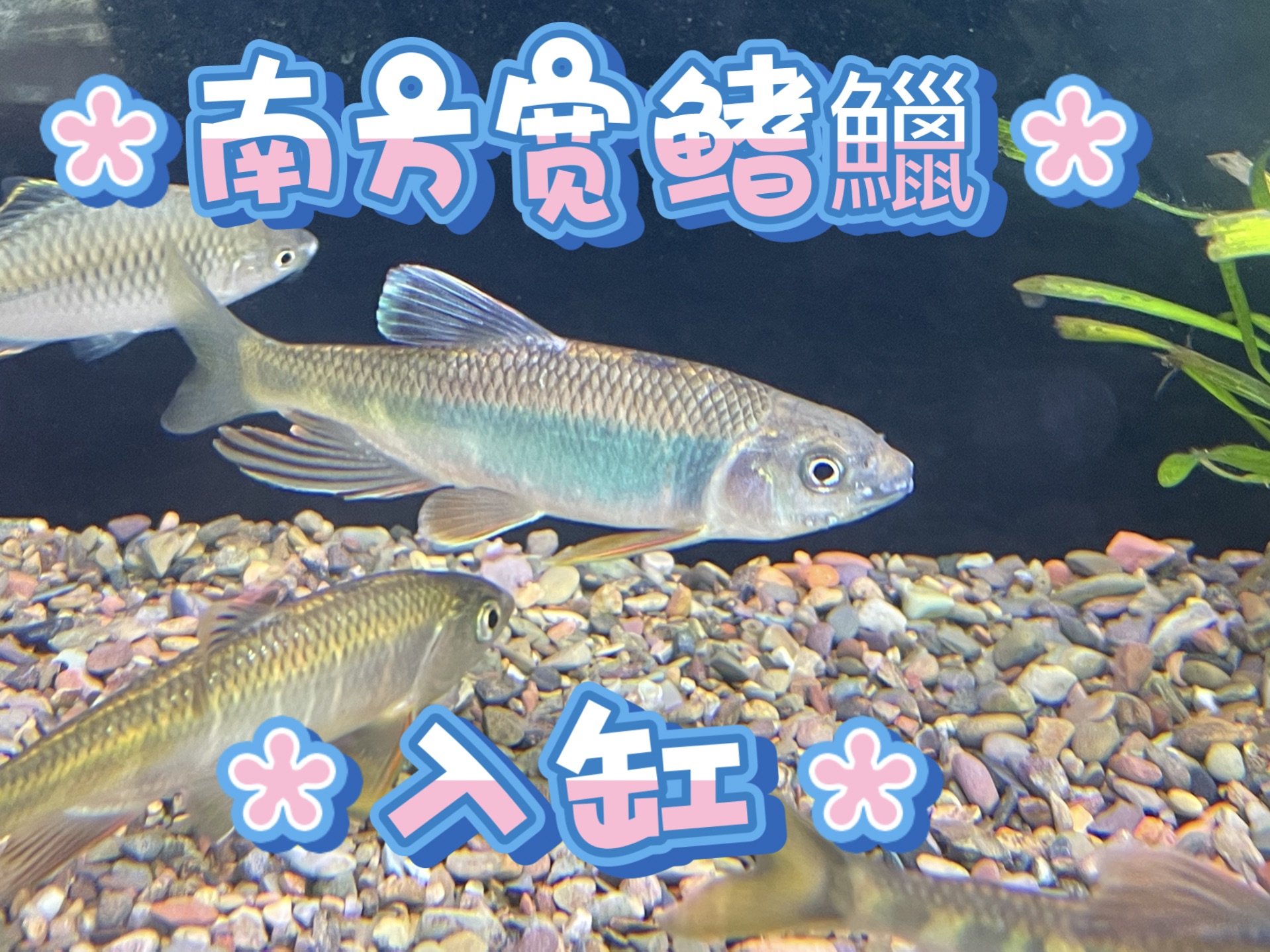 南方宽鳍鱲(棘颊鱲),算是我目前第一只成体鱲,而且价格实惠