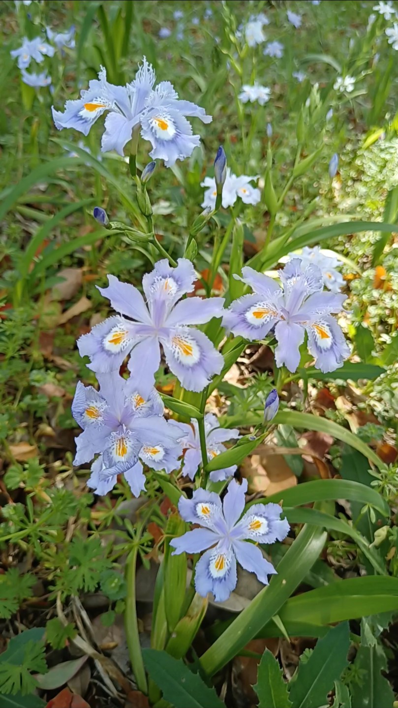 春天林下小清新,扁竹兰~也叫扁竹根或蝴蝶花,性凉,清热解毒,适合在林荫潮湿处生长.哔哩哔哩bilibili