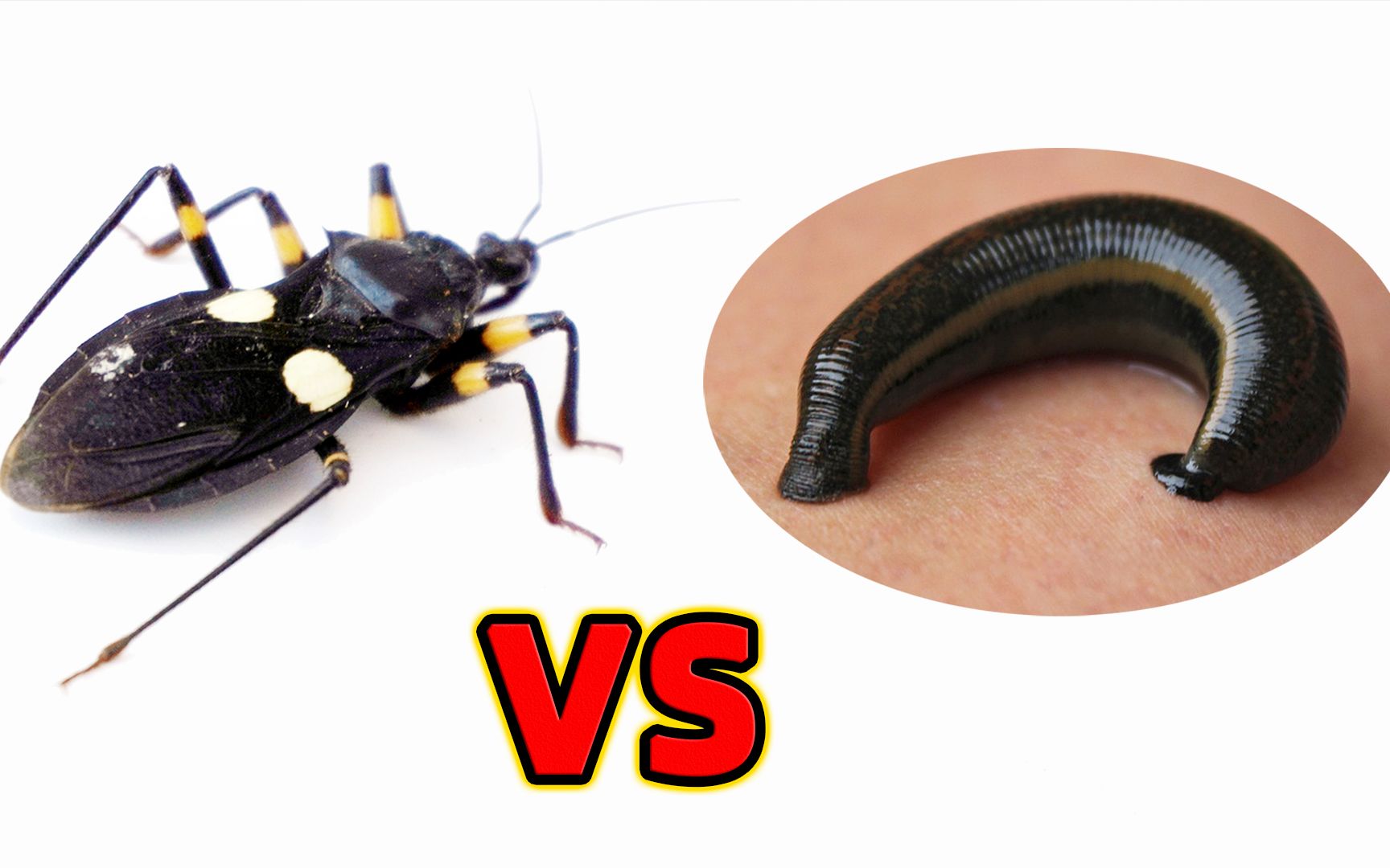 当水蛭遇到刺客虫,它会被吸干吗?