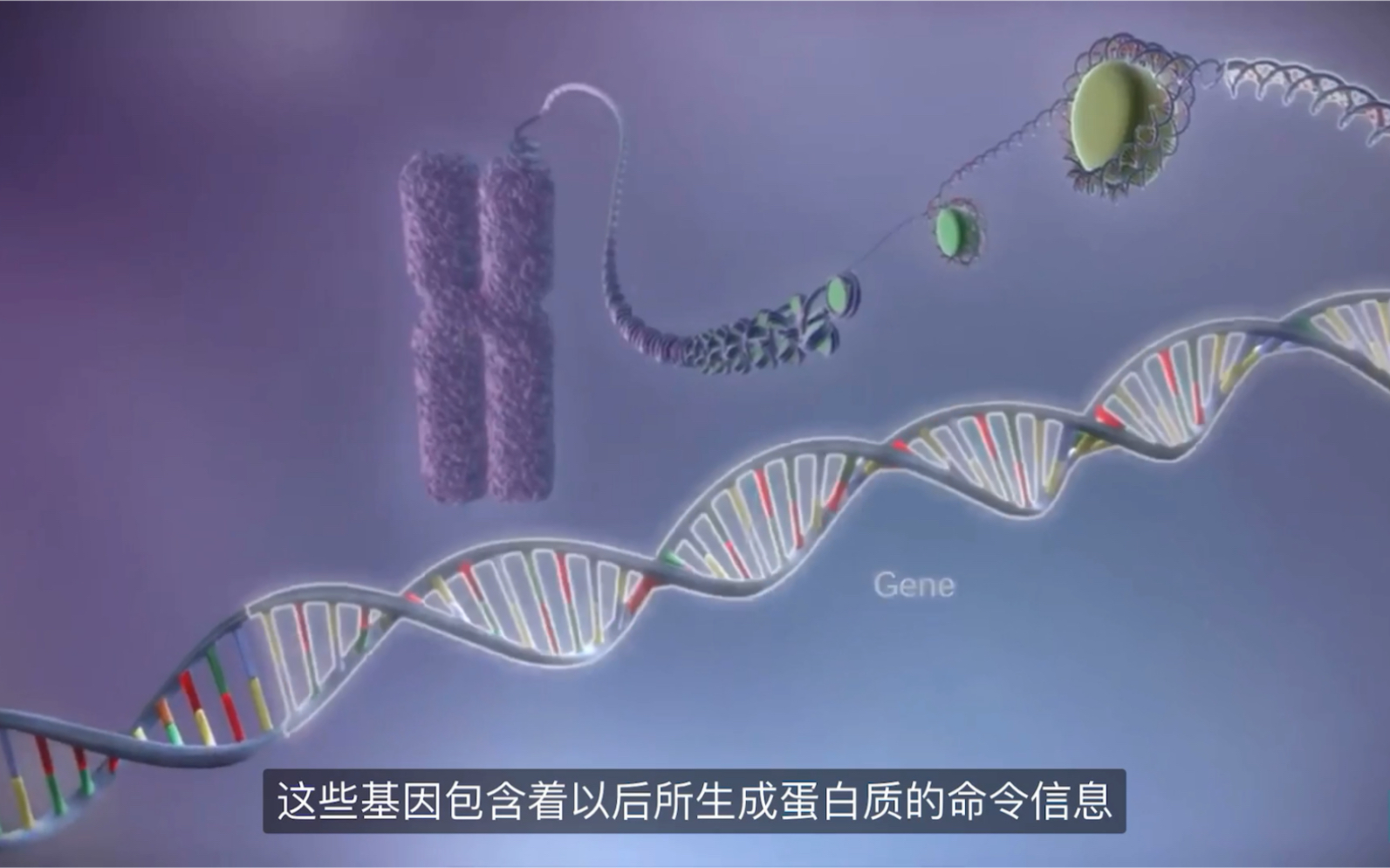 DNA to protein-转录翻译过程的动画演示_哔哩哔哩_bilibili