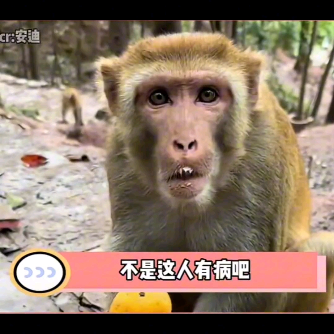 猴:现在的人越来越不像话了,真埋汰!