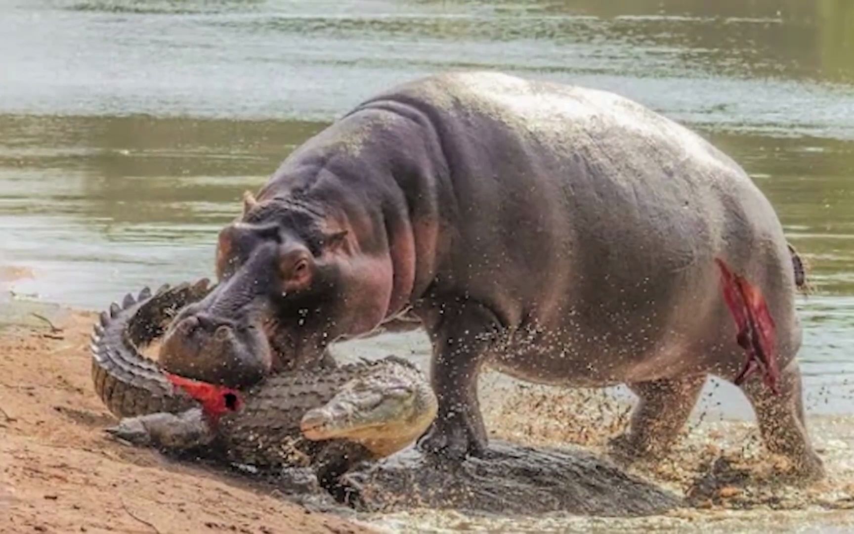 河马才是鳄鱼的大爹