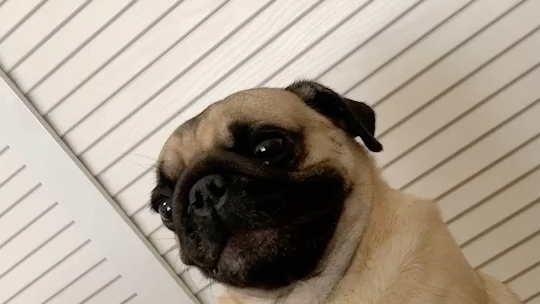 一只只知道吃的小臭狗