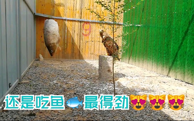 【白尾海雕】还是吃鱼最得劲!哔哩哔哩bilibili