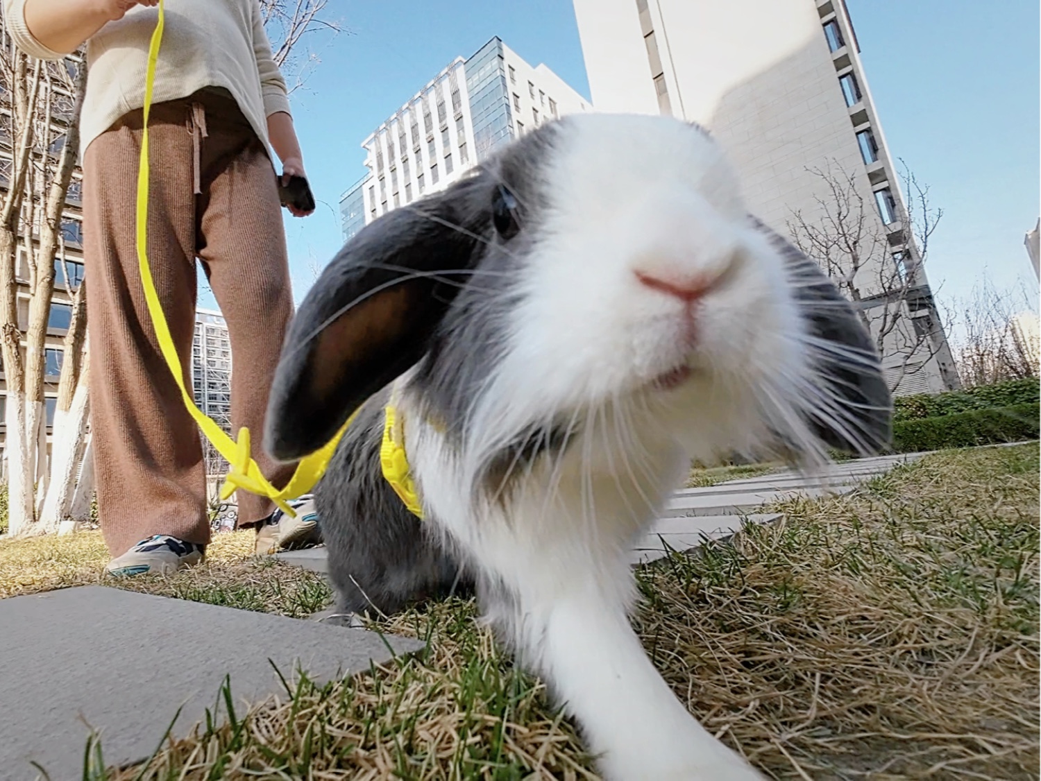 兔子的春日踏青(巡视)