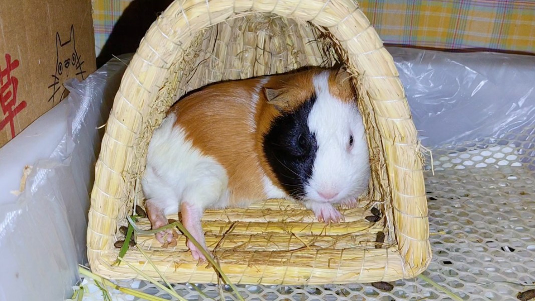 猪猪这睡姿你给打几分?荷兰猪小黄喜欢这样躺着睡觉