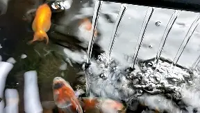 养鱼笔记第2季38集 养鱼的水泵怎么选 鱼缸水流要注意这些 哔哩哔哩 Bilibili