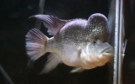 【中美洲慈鲷】海地野人_哔哩哔哩_bilibili